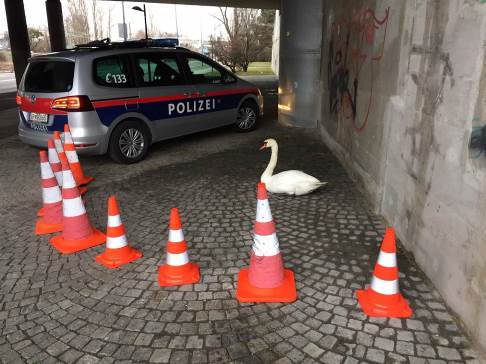 190304_w24_Schwan2_pic