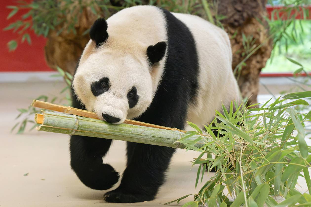 250514_w24_aktuell_panda_pic