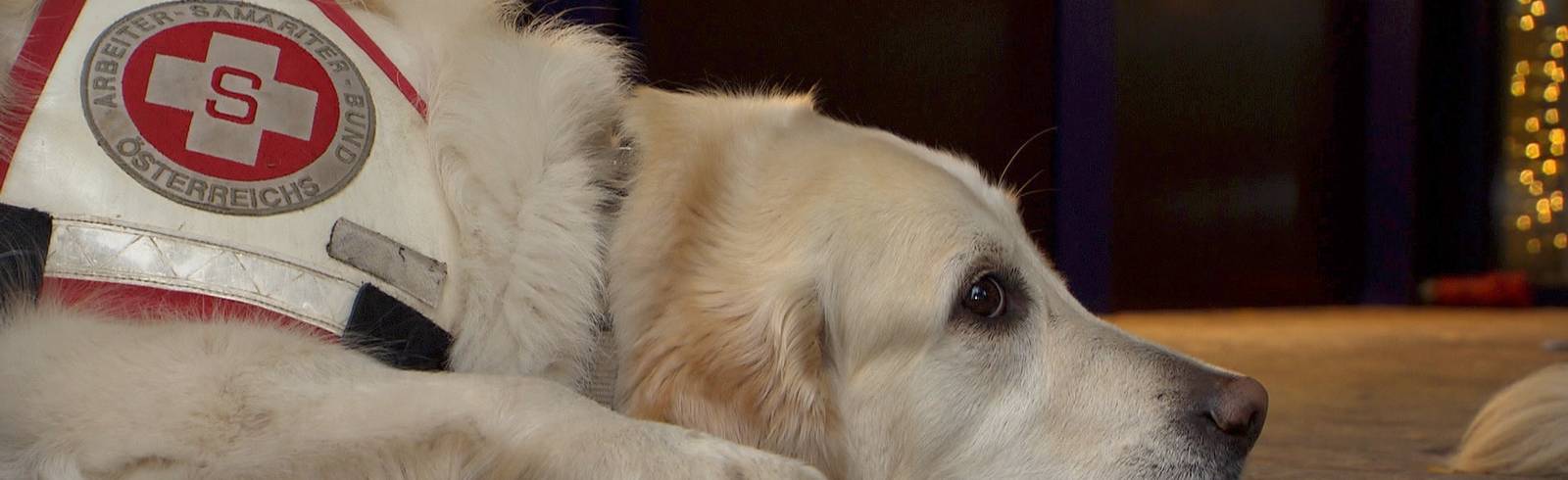 "Holly" rettet Familie vor Gaskatastrophe