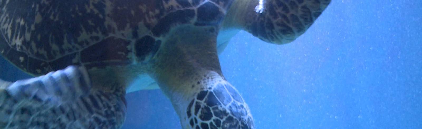 Haus des Meeres: Run auf Quallen und Kröten