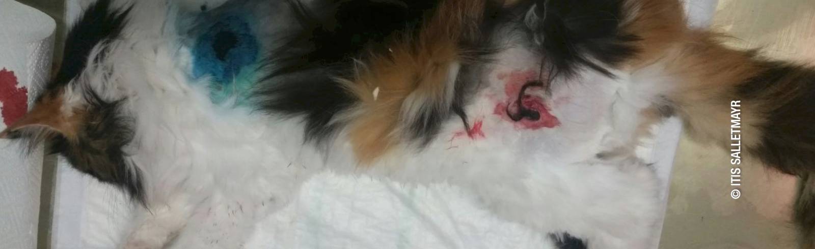 Hackenberg: Schüsse auf Katze Mutzi