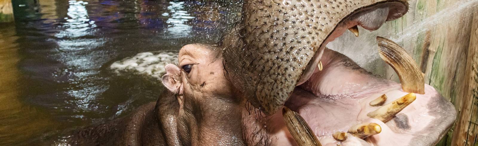 Welttag der Hippos: Äpfel und Munddusche