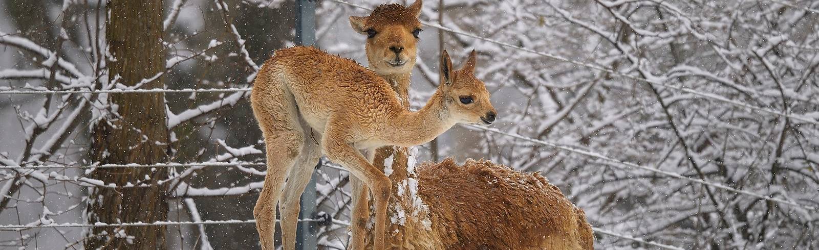 Tiergarten: Felliger Flitzer im Schnee