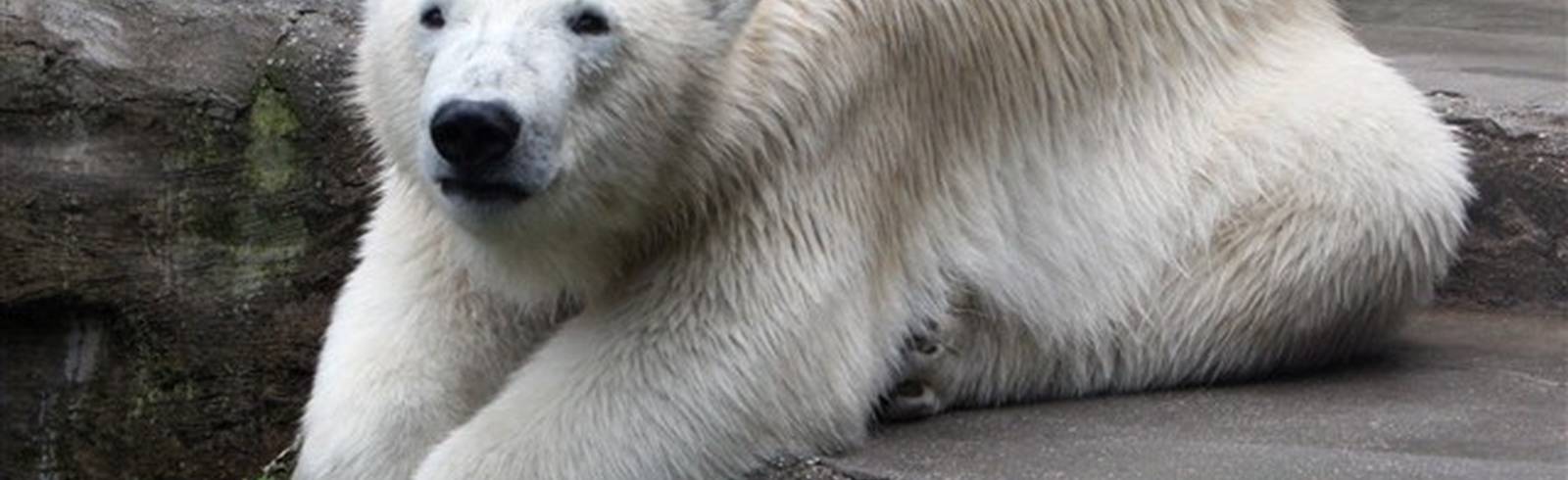 "Ich möchte ein Eisbär sein. Im kalten Polar."