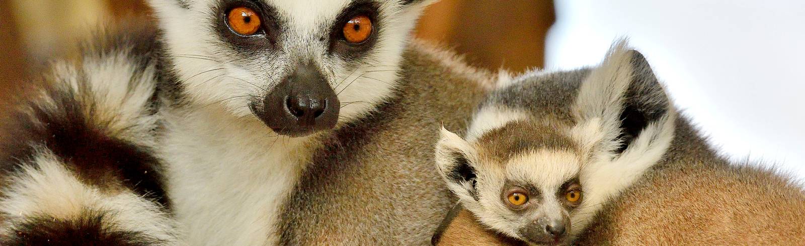 Jubel in Schönbrunn: Katta-Zwillinge geboren