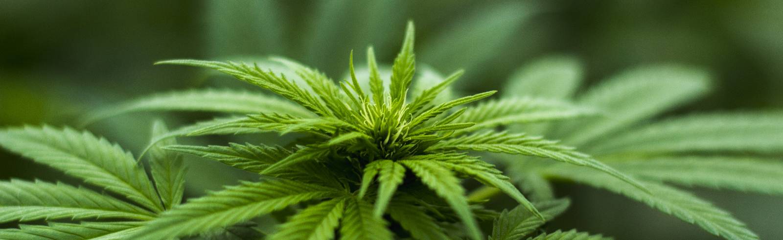 Polizei stieß zufällig auf Cannabisaufzucht