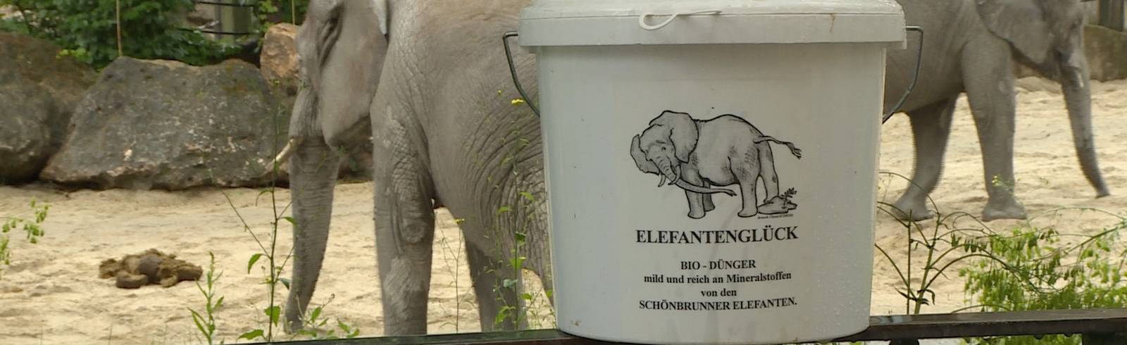 Elefanten-Kot als "Wundermittel" im Garten