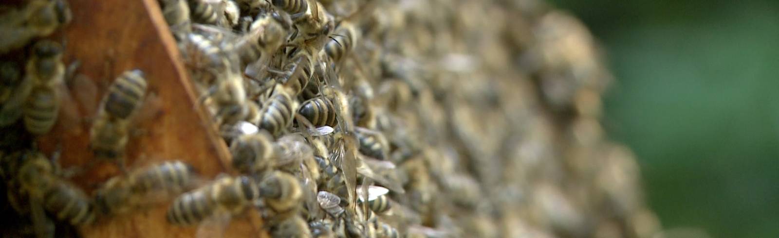 Erster Weltbienentag feiert das fleißige Insekt