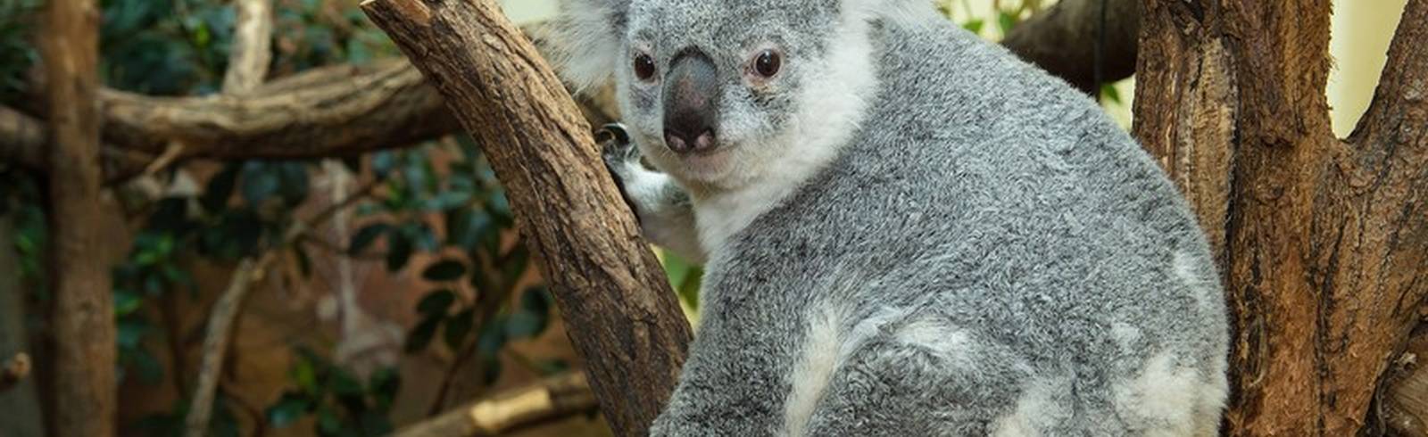 Koala-Weibchen im Zoo Schönbrunn verstorben
