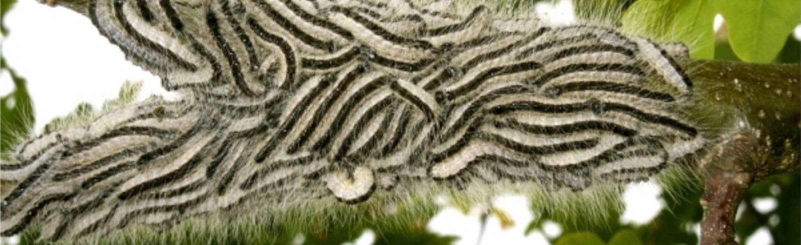 Giftraupen: Pusteln und Quaddeln als Qual