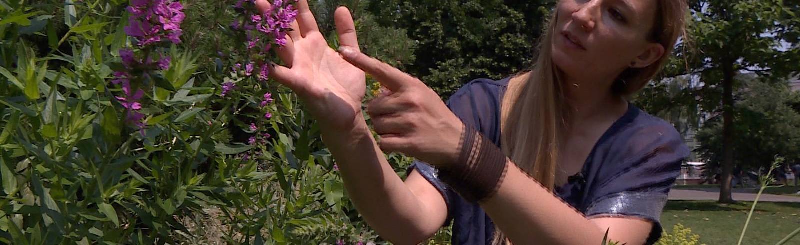 Spurensuche: Wildkräuter mitten in Wien