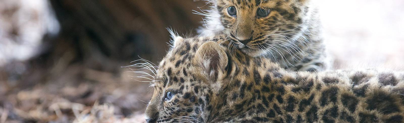 Leopardenbabys heißen "Baikal" und "Inga"