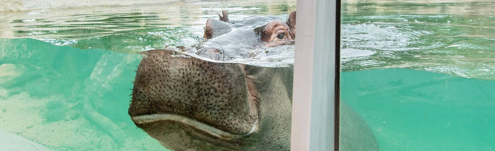 Neuer Badespaß für Flusspferde