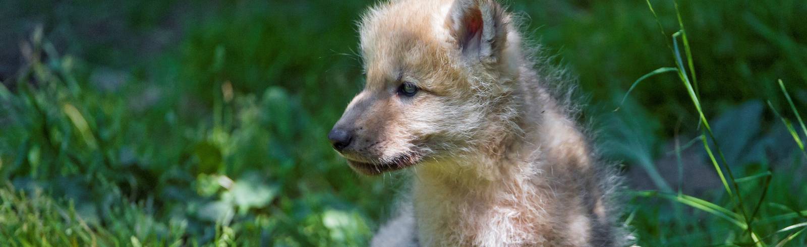 Baby-Wölfe in Allentsteig