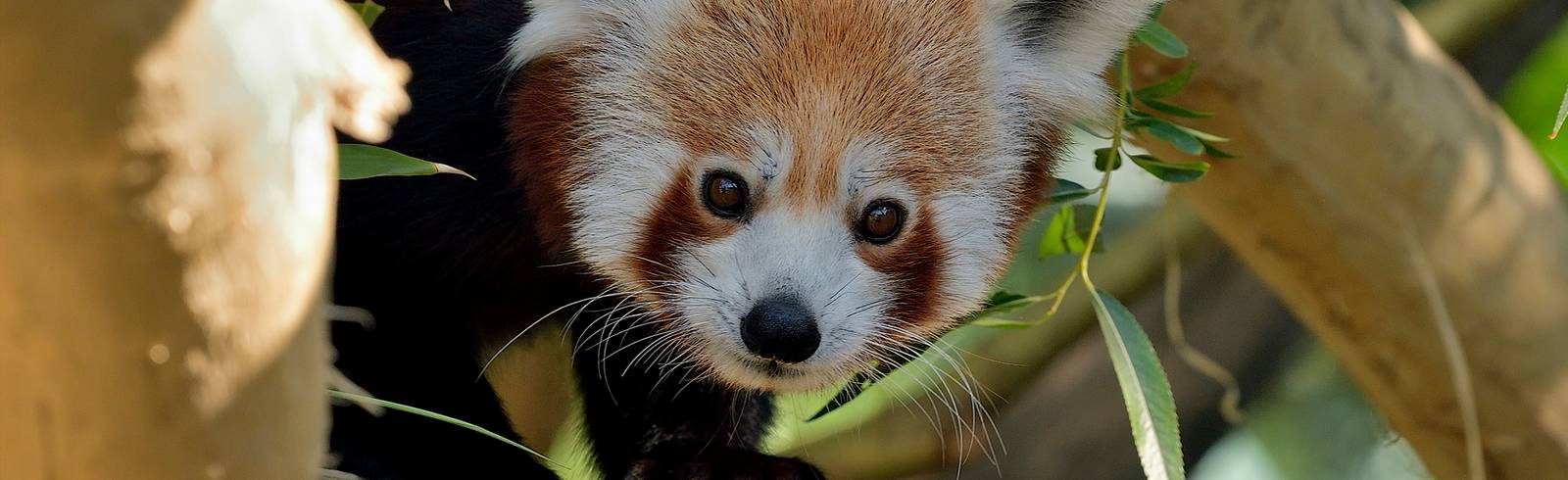 Die Roten Pandas sind zurück!
