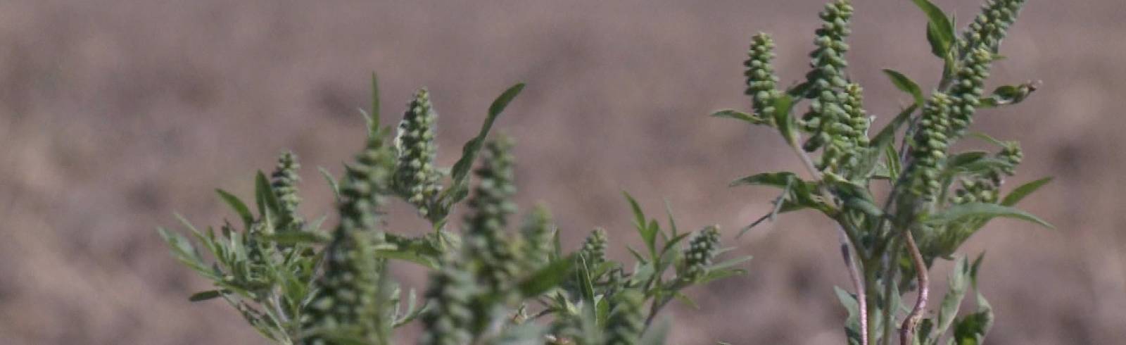 Ragweed-Saison hat begonnen