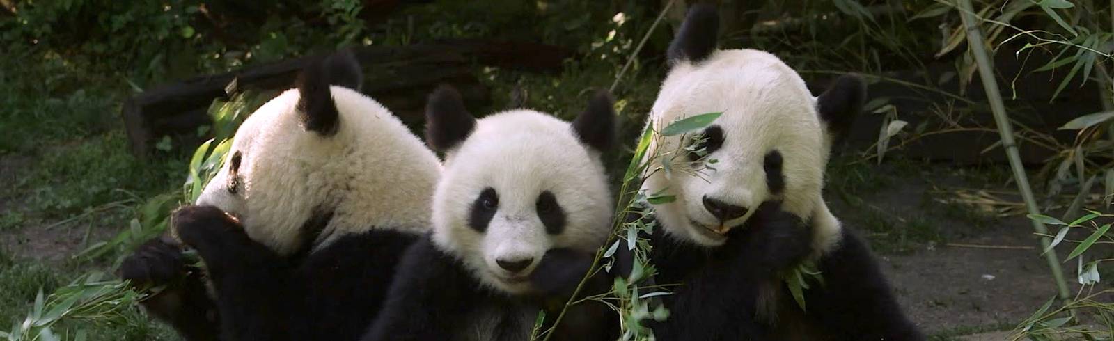 Schönbrunn: So viel kostet ein Pandabär