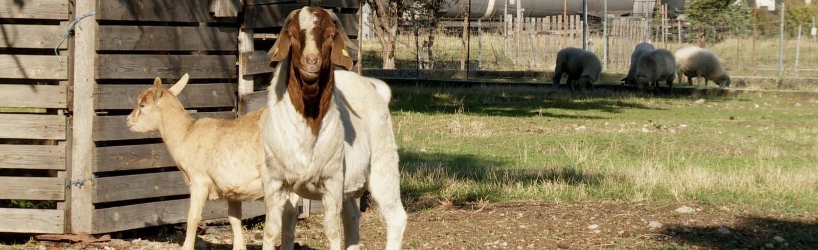 "Hinterhofschlachtungen" - eine Falschmeldung?