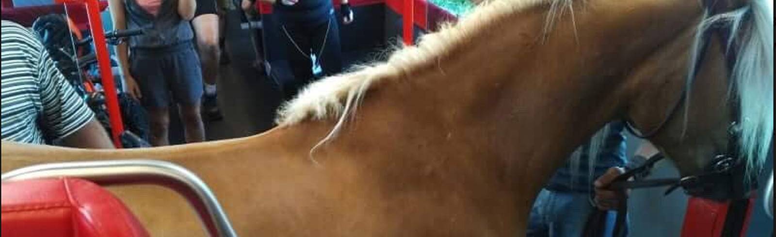 Pferd in der ÖBB: "Wir glauben uns Tritt ein Pf... Wait What??!?"