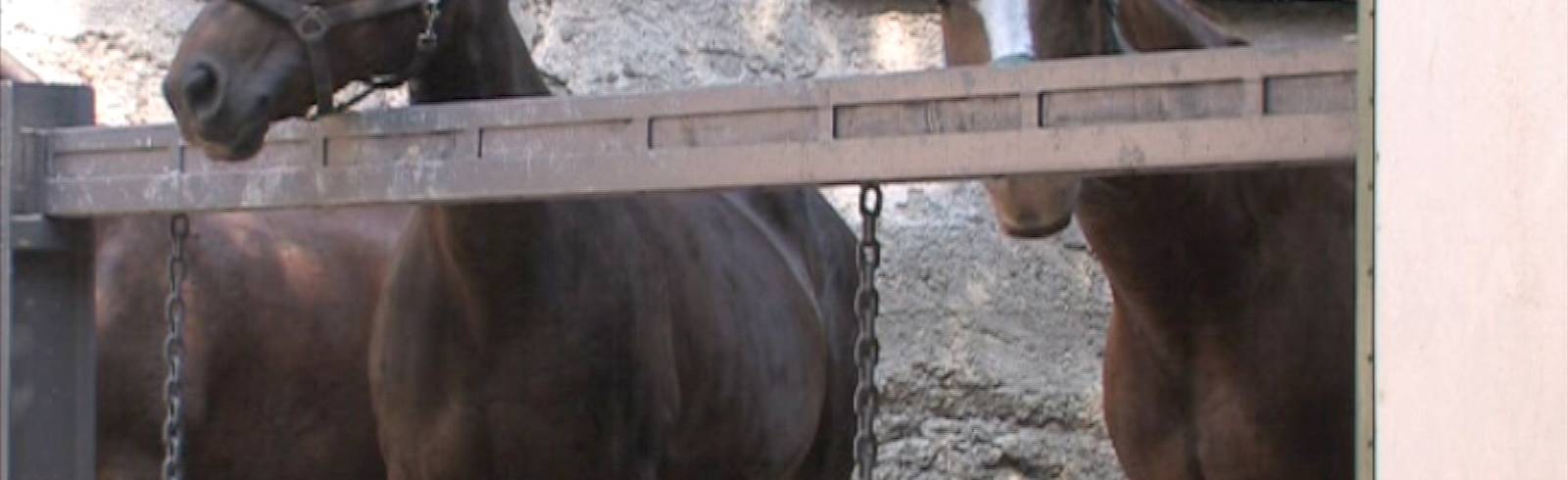 Berittene Polizei: Nur vier Pferde verfügbar