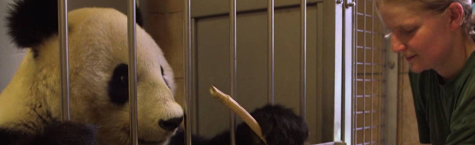 Kunst aus dem Zoo: Pandabärin malt Bilder