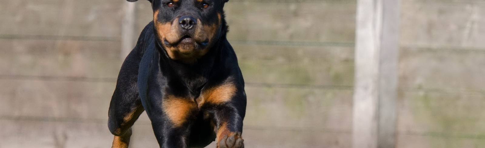 18 Monate Freiheitsstrafe für Ex-Hundebesitzerin
