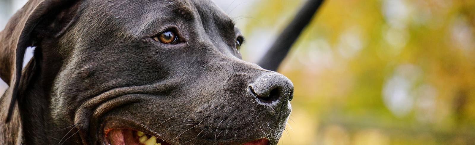 Wien prüft Alko-Limit für Kampfhundehalter