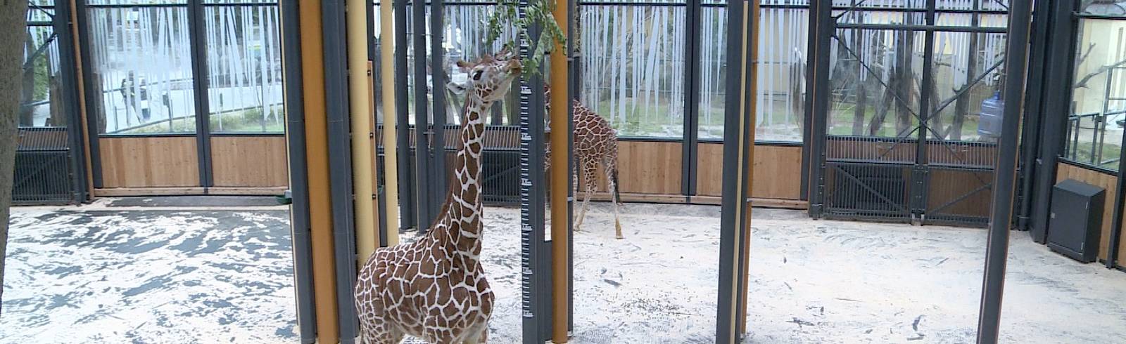Tiergarten Schönbrunn als bester Zoo Europas geehrt