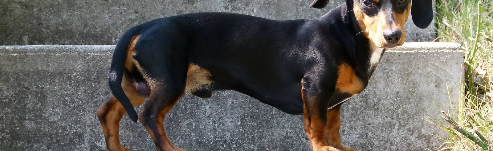 Dackel biss Zweijährige ins Gesicht