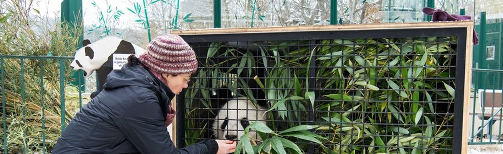 Panda-Zwillinge auf dem Weg nach China