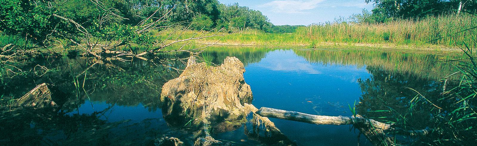 Verkehrsexperte warnt vor Lobautunnel