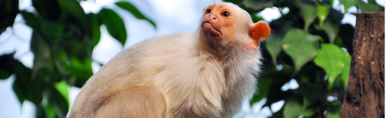 Silberäffchen: Neuzugang im Haus des Meeres