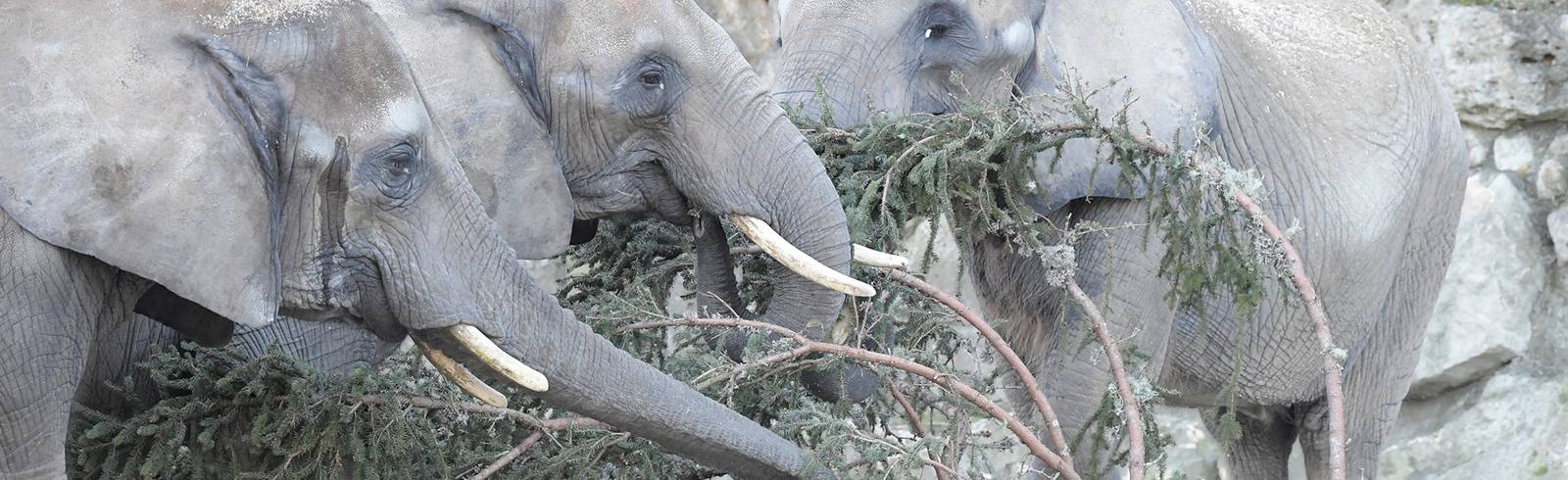 "Mmmh - so gut!": Elefanten heiß auf Christbaum