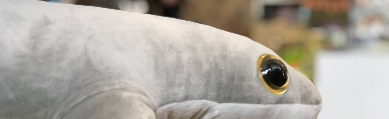 Haus des Meeres mit neuem Besucherrekord