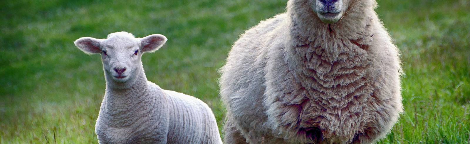 Schafe sollen Wiesen auf Donauinsel mähen