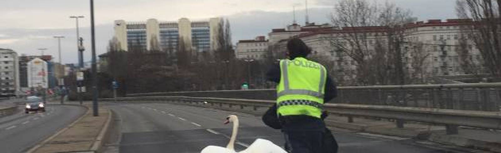 Schwan verirrt sich auf Floridsdorfer Brücke