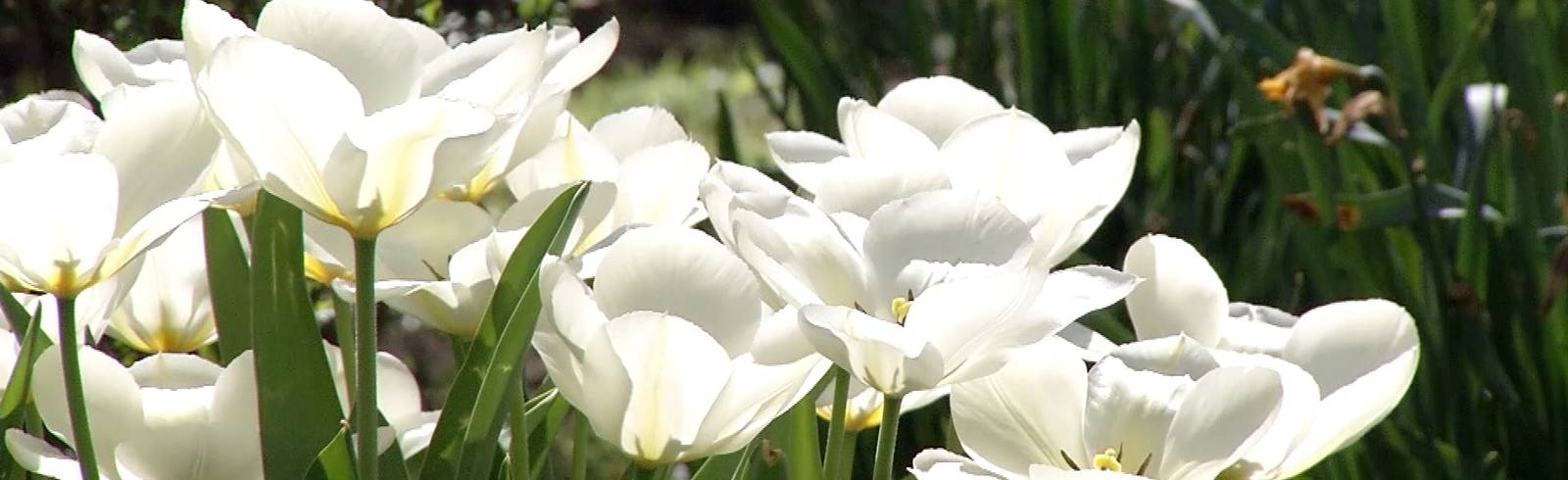 Frühjahrseinsatz für die Stadtgärten