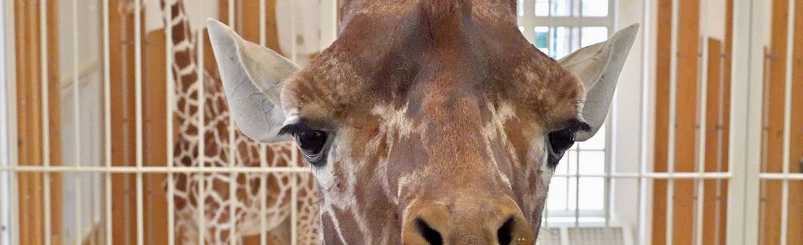 Giraffenbulle „Obi“ soll  für Nachwuchs sorgen