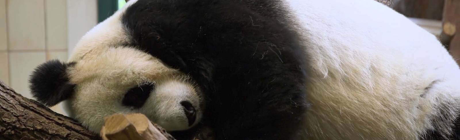 Bezirksflash: Yuan Yuan an Zoo Wien übergeben