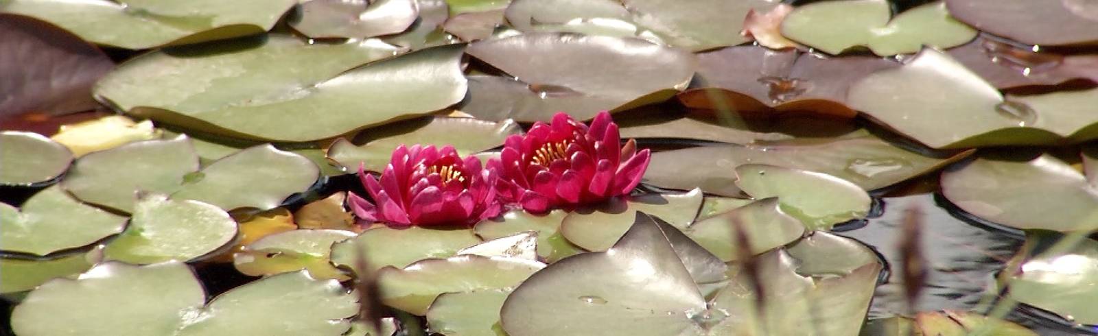 Themengärten in den Blumengärten Hirschstetten