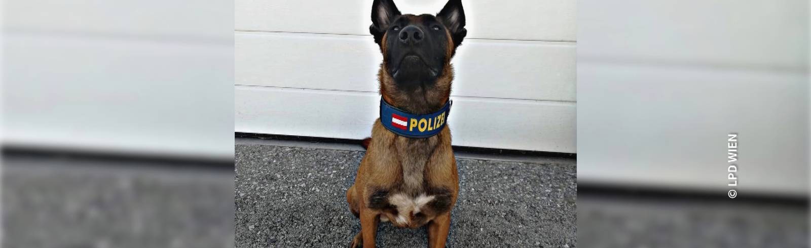 Bezirksflash: Polizeihund spürt Dieb auf