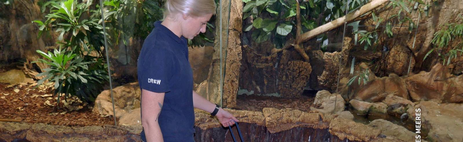 Bezirksflash: Warane an der Leine