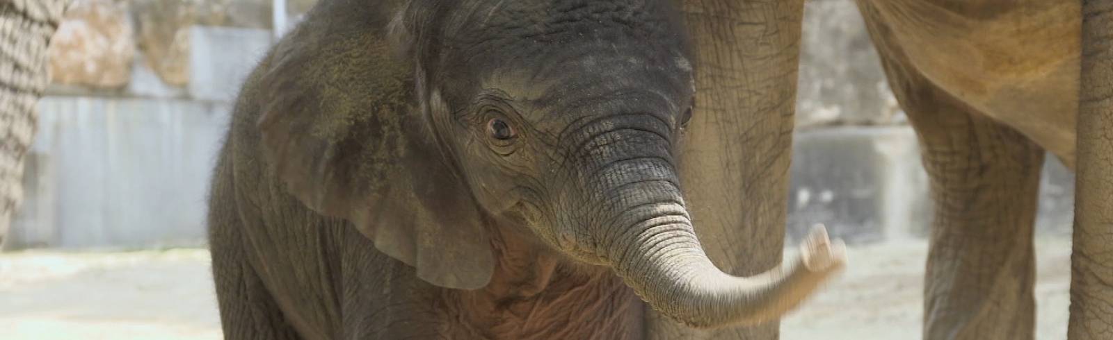 Elefantenmädchen heißt "Kibali"