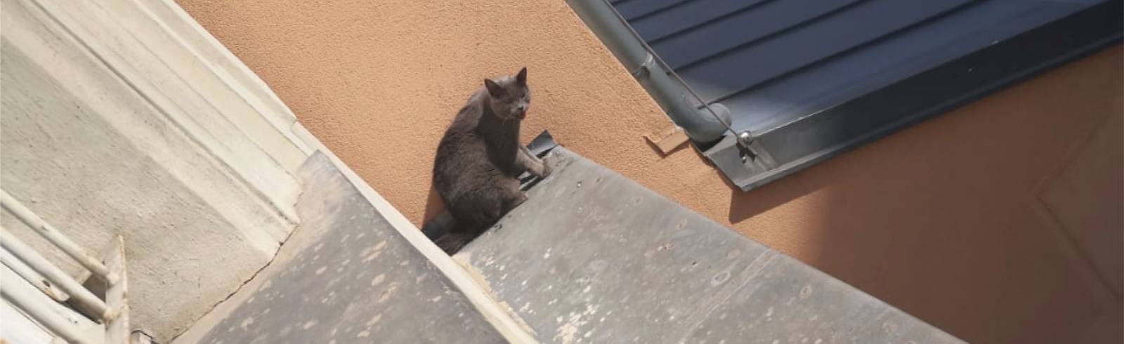 W24-Bezirksflash: Katze von Sims gerettet