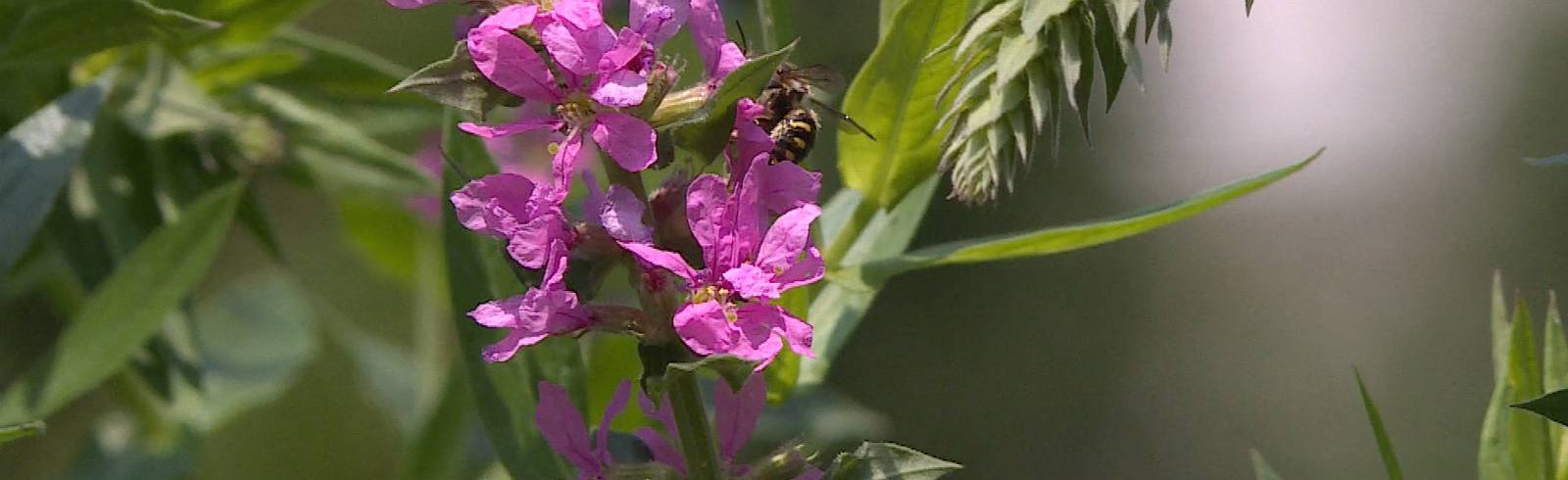 BOKU und Wiener Linien suchen nach Bienen