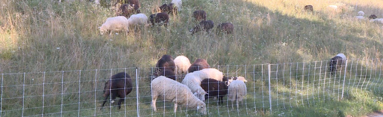 Donauinsel: Mähschafe besuchen FKK-Strand