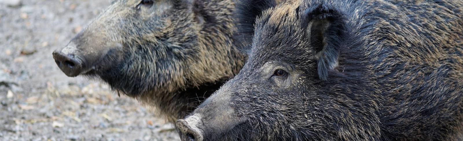 W24-Bezirksflash: Jogger flüchtet auf Baum