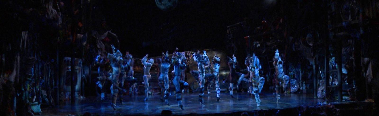 Cats: Seit dem Wochenende zurück in Wien