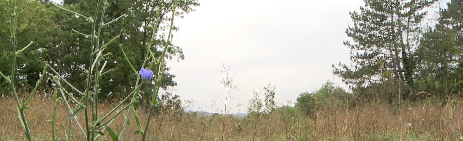 Bezirksflash: „Hörndlwald bleibt grün“