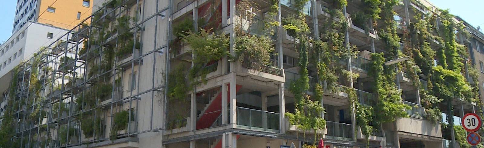 Stadt fördert Fassadenbegrünung
